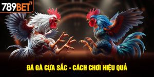 đá gà cựa sắt