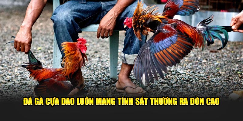 Đá gà cựa dao luôn mang tính sát thương ra đòn cao 