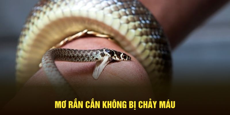 Mơ rắn cắn không bị chảy máu