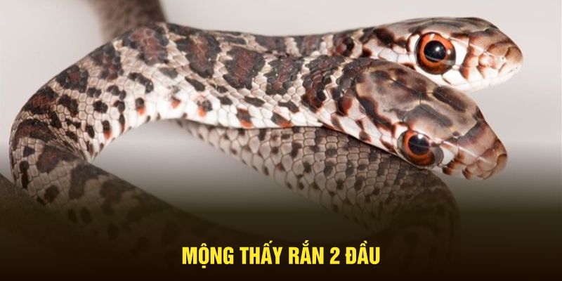 Mộng thấy rắn 2 đầu