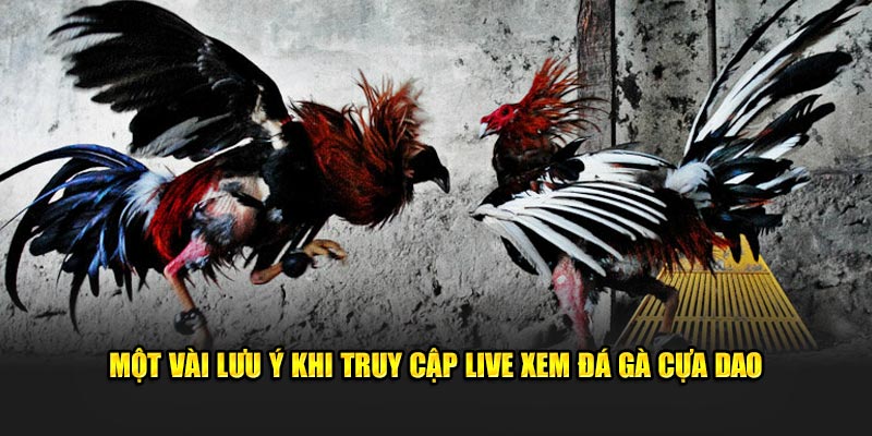 Một vài lưu ý khi truy cập live xem đá gà cựa dao 