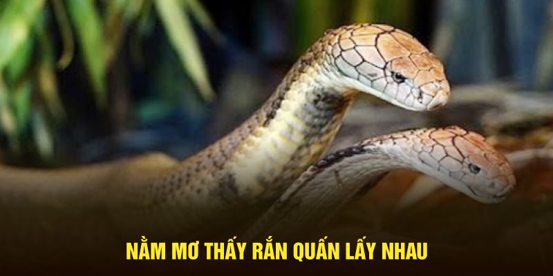 Nằm mơ thấy rắn quấn lấy nhau