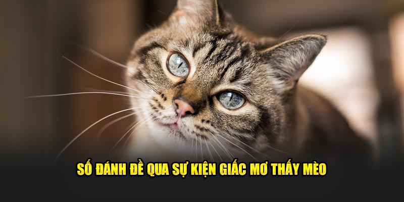 Số đánh đề qua sự kiện giấc mơ thấy mèo 