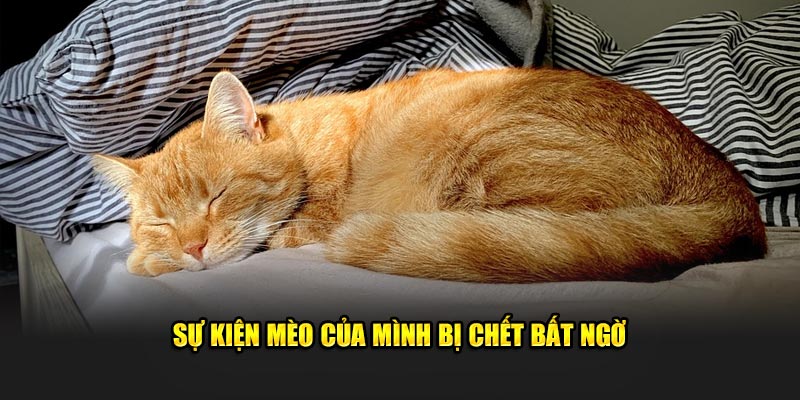 Sự kiện mèo của mình bị chết bất ngờ 