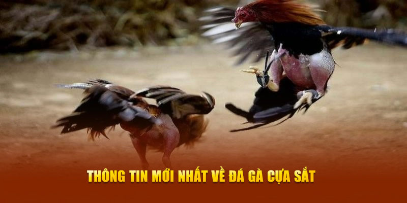 Cẩm nang mới nhất về đá gà cựa sắt