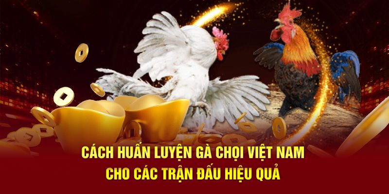 Cách huấn luyện gà chọi Việt Nam cho các trận đấu hiệu quả