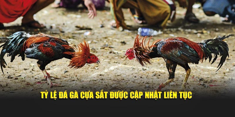 Tỷ lệ đá gà cựa sắt được cập nhật liên tục